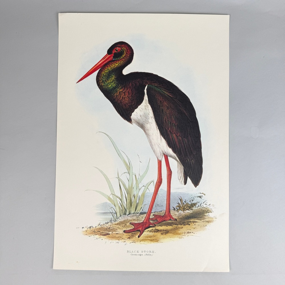 Edward Lear Black Stork Ciconia Nigra Ornithology Bird Art Print Large 17x22